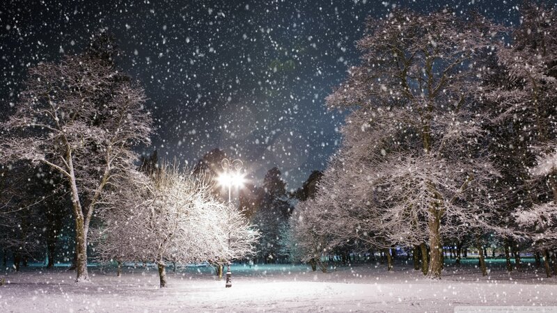Snow-covered Trees at Night — White, Serene, Photograph, Snow, Streetlight, Park