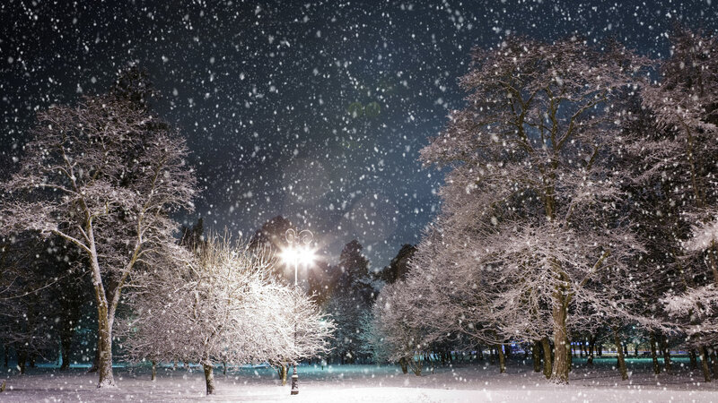 Snow-covered Trees at Night — White, Serene, Photograph, Snow, Streetlight