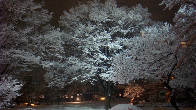 Snow-covered Trees at Night — White, Serene, Photograph, Snow