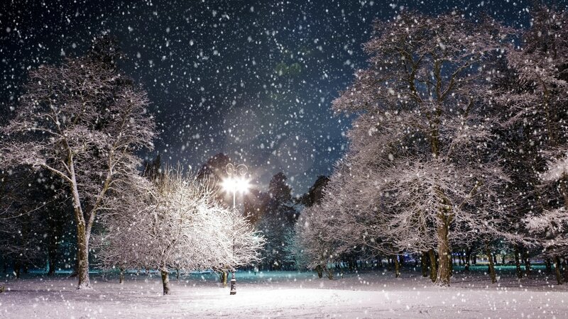 Snow-covered Trees at Night — White, Serene, Photograph, Street Lamp, Snowfall