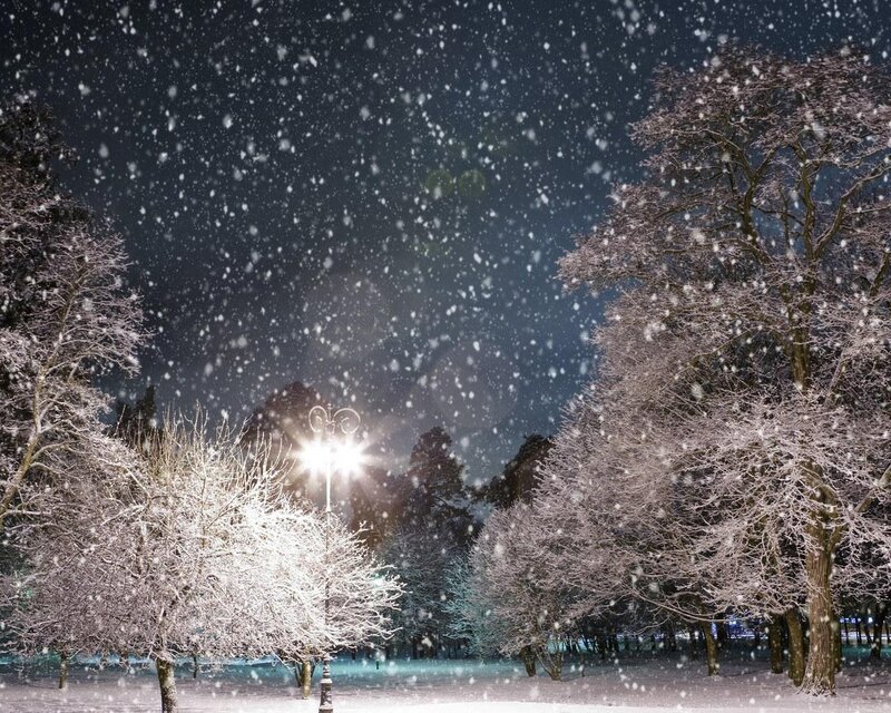 Snow-covered Trees at Night — White, Serene, Photograph, Street Lamp