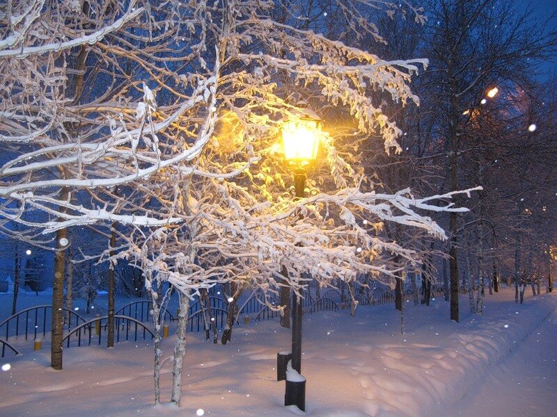 Snow-covered Trees at Night — White, Serene, Photograph