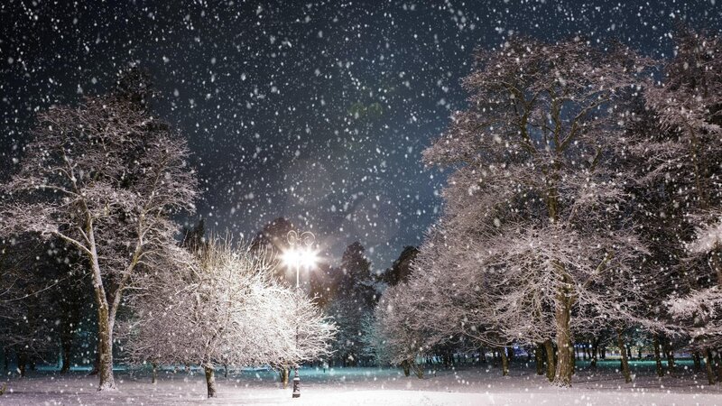 Snow-covered Trees at Night — White, Serene