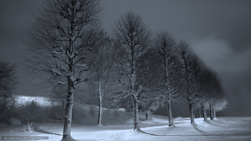Snow-covered Trees at Night — White, Serene, Winter