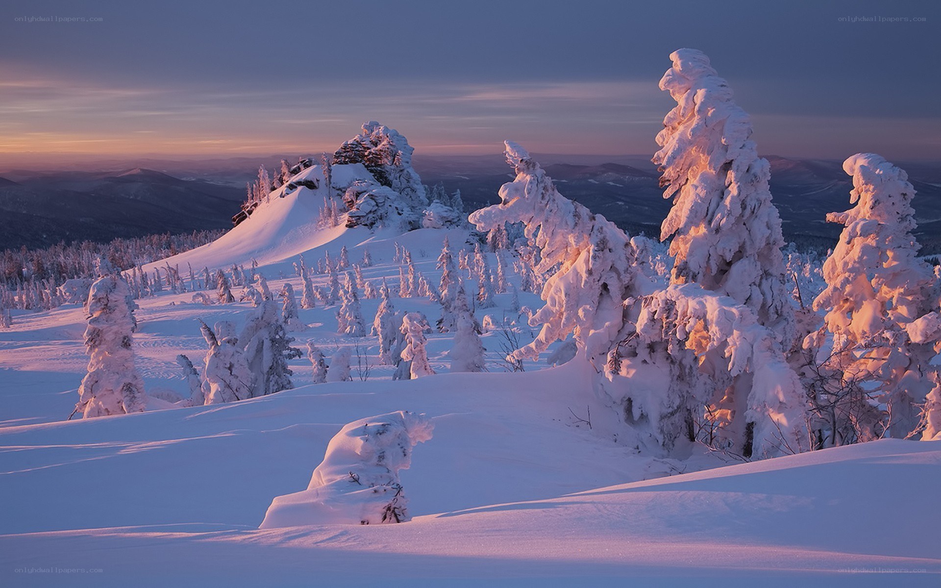 Snow-covered trees at sunrise