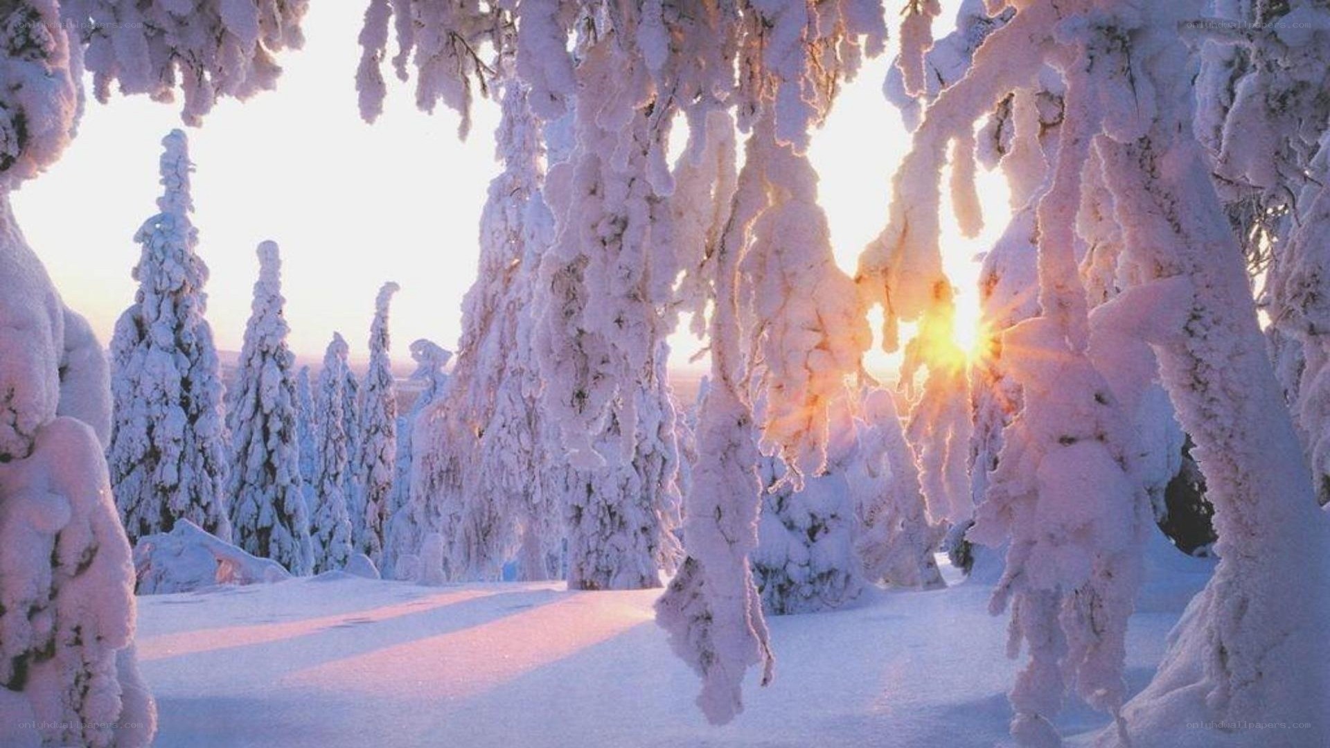 snow-covered trees at sunrise