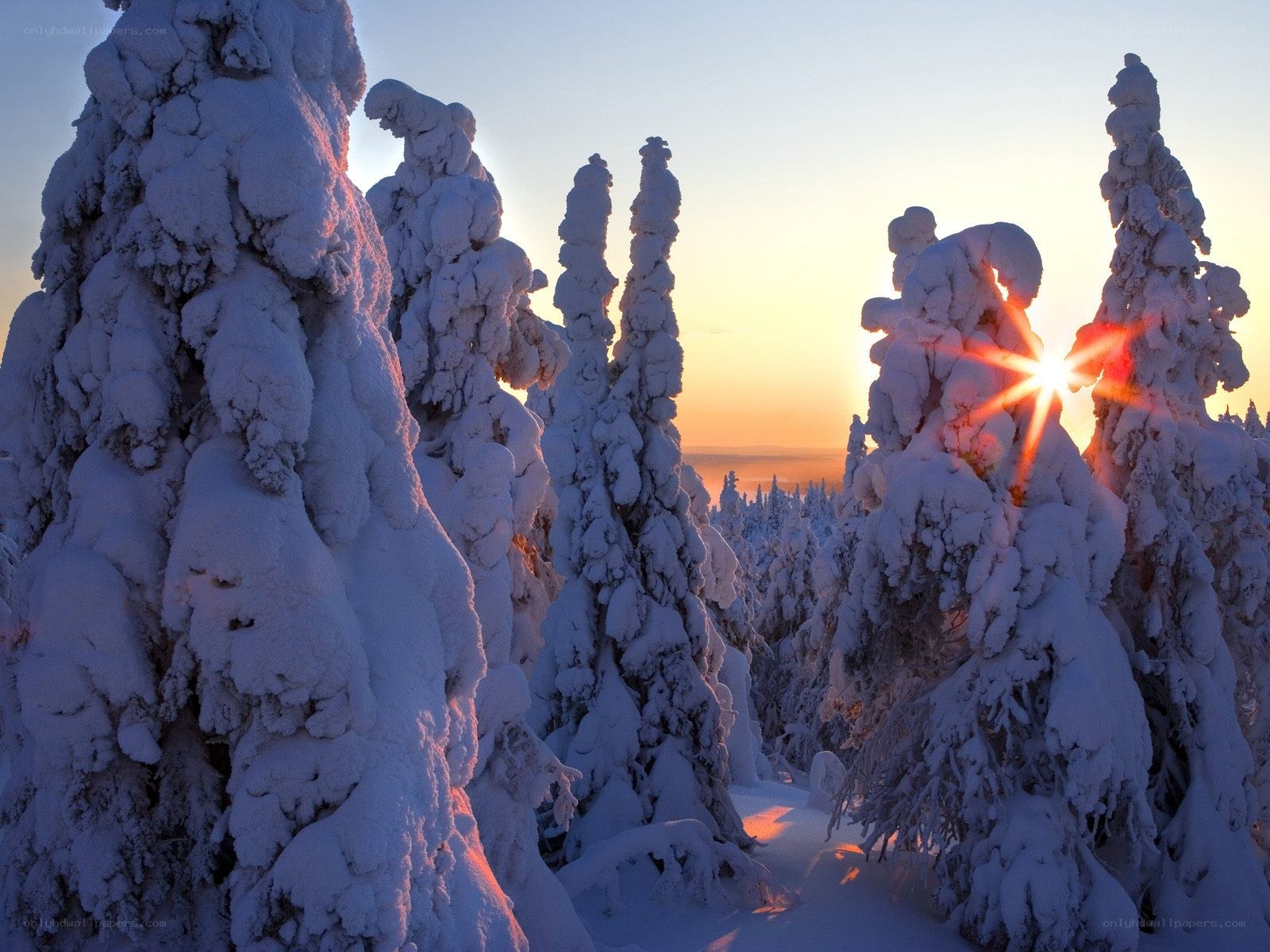 Snow-covered trees at sunrise