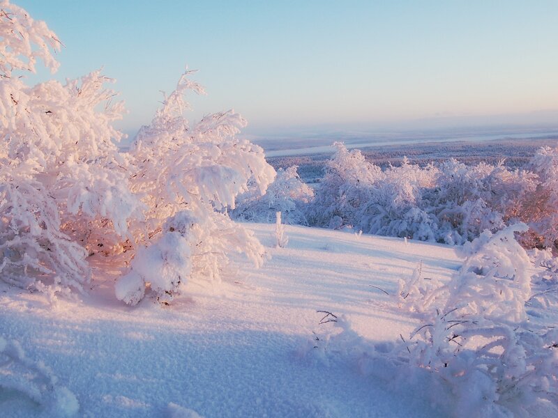 Snow-covered trees at sunrise
