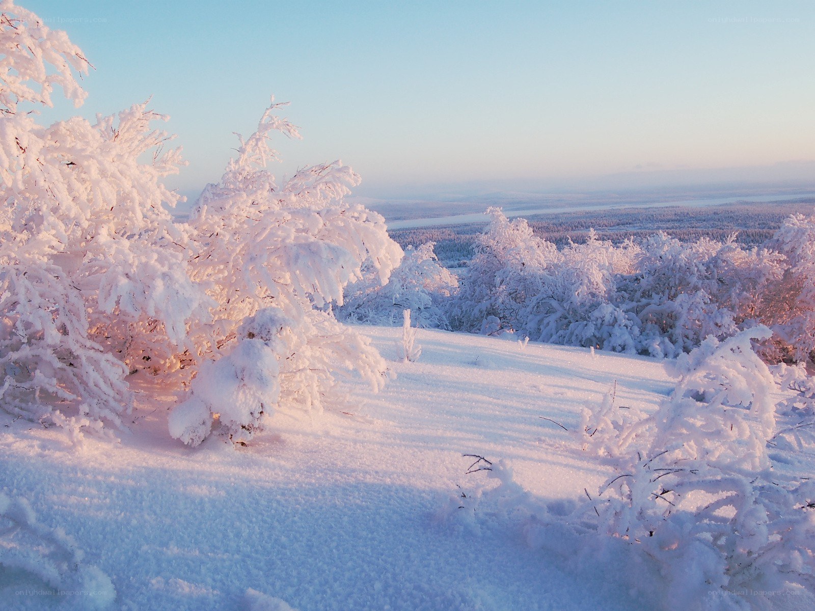 Snow-covered trees at sunrise