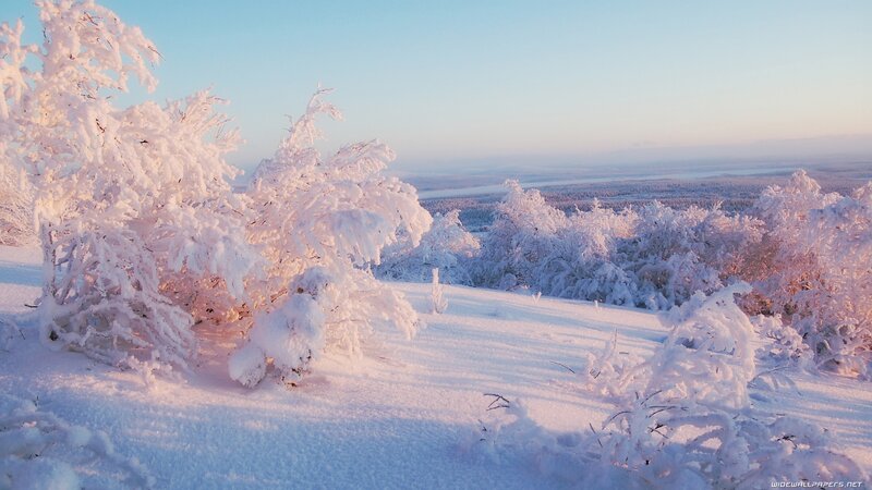 Snow-covered trees at sunrise