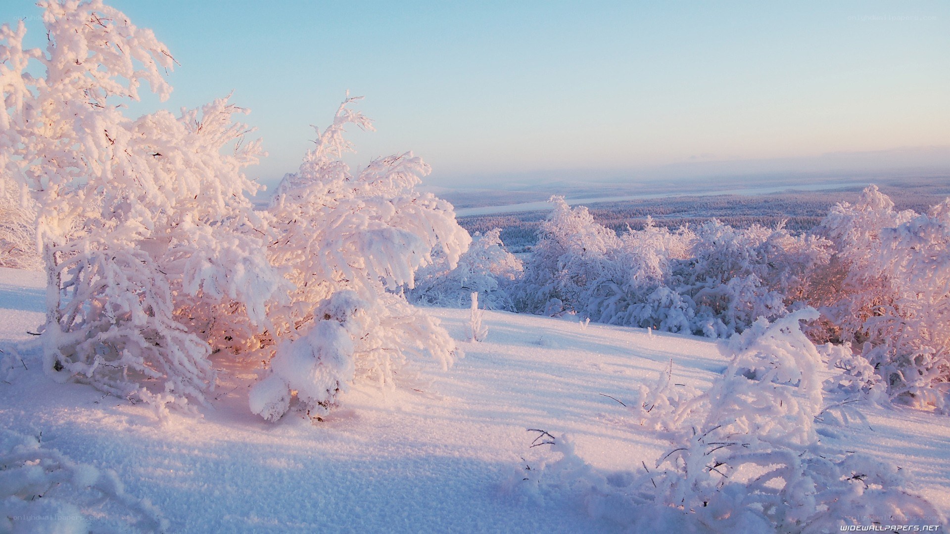 Snow-covered trees at sunrise