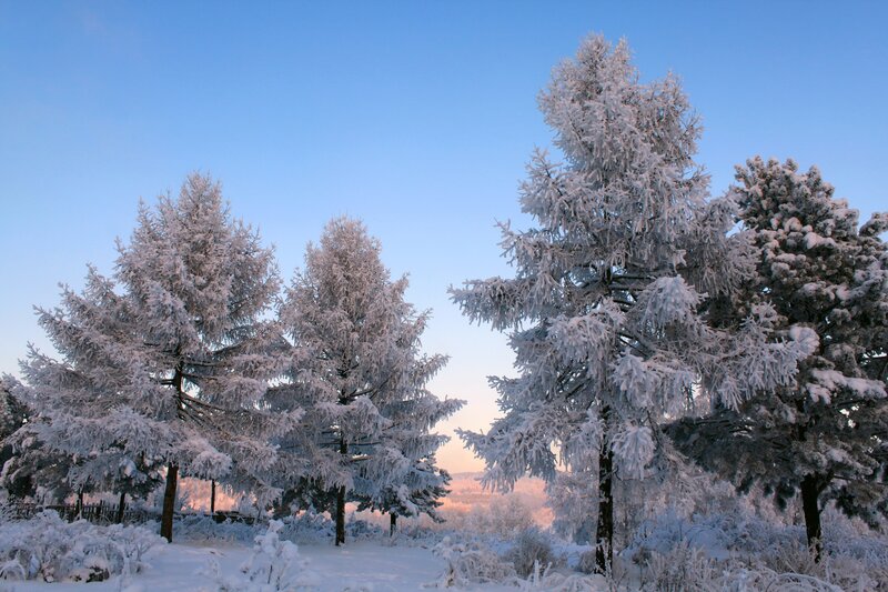 Snow-covered trees at sunrise
