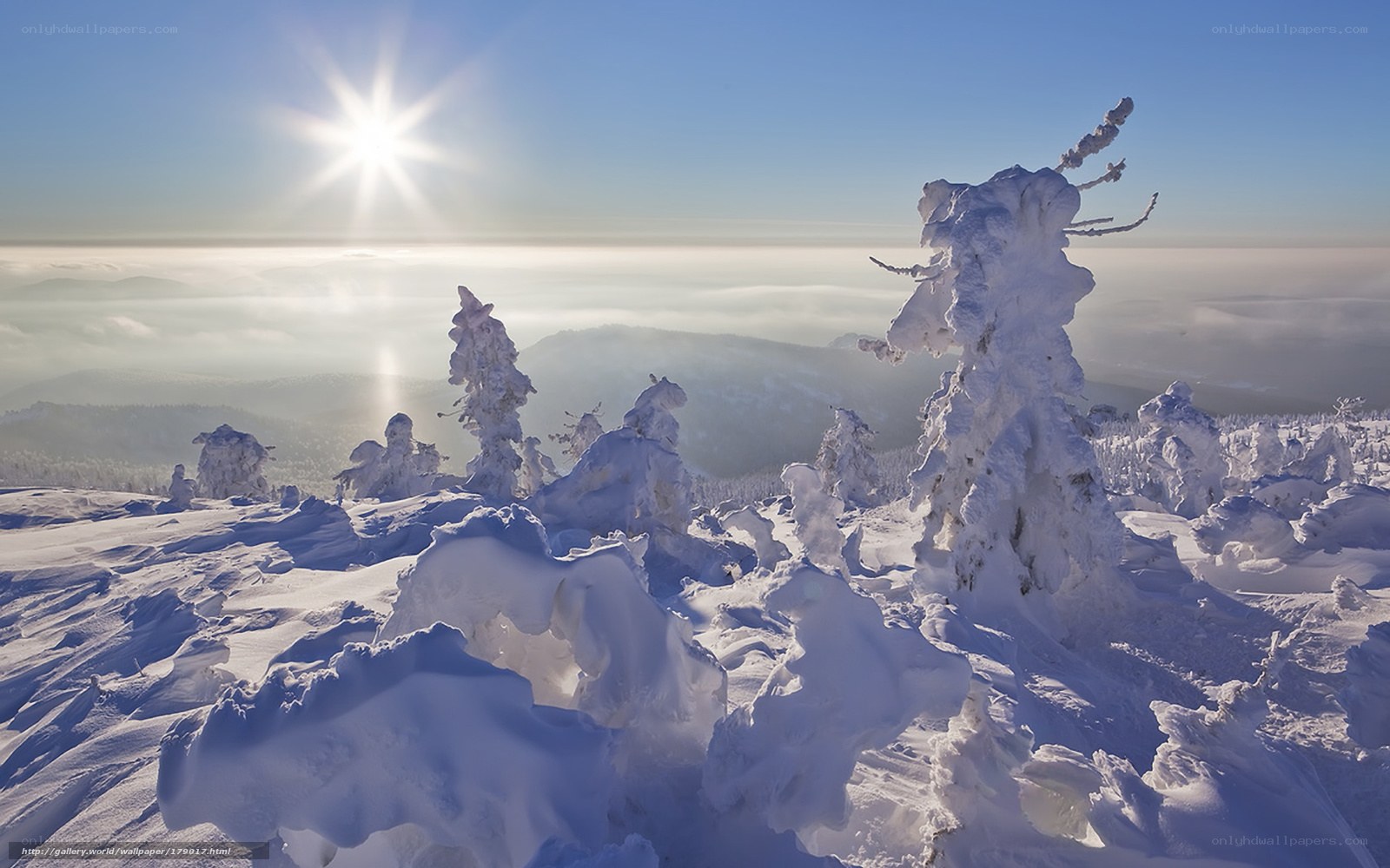 Snow-covered trees at sunrise
