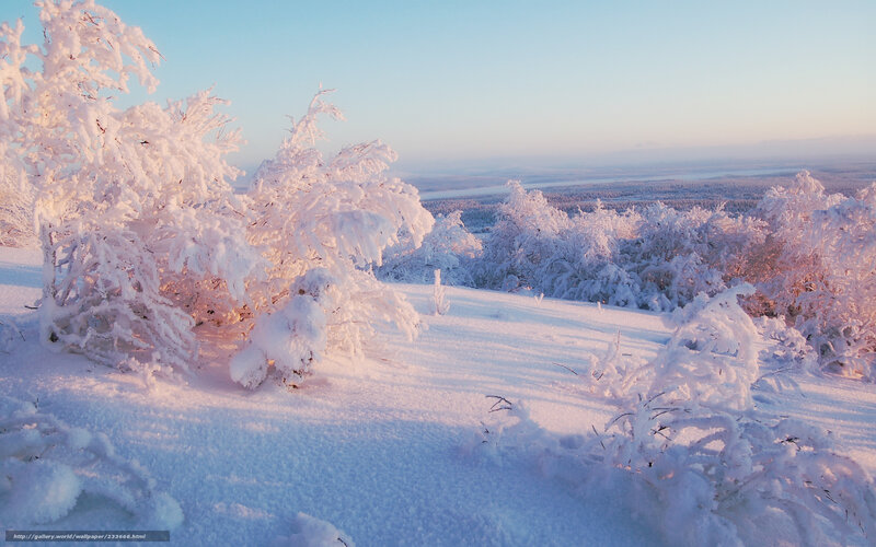 Snow-covered trees at sunrise