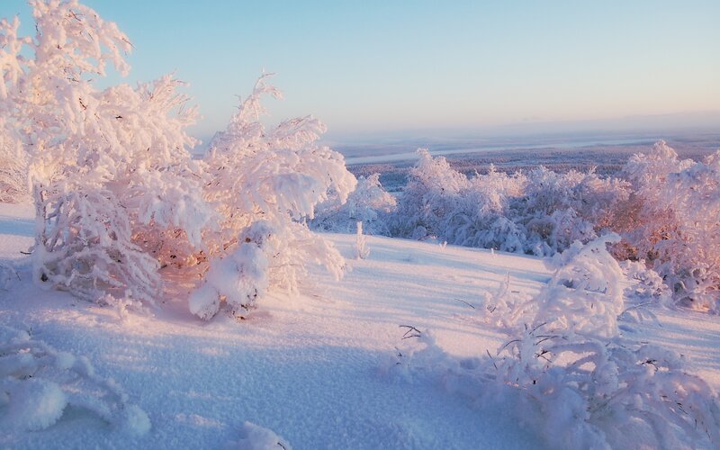 Snow-covered trees at sunrise