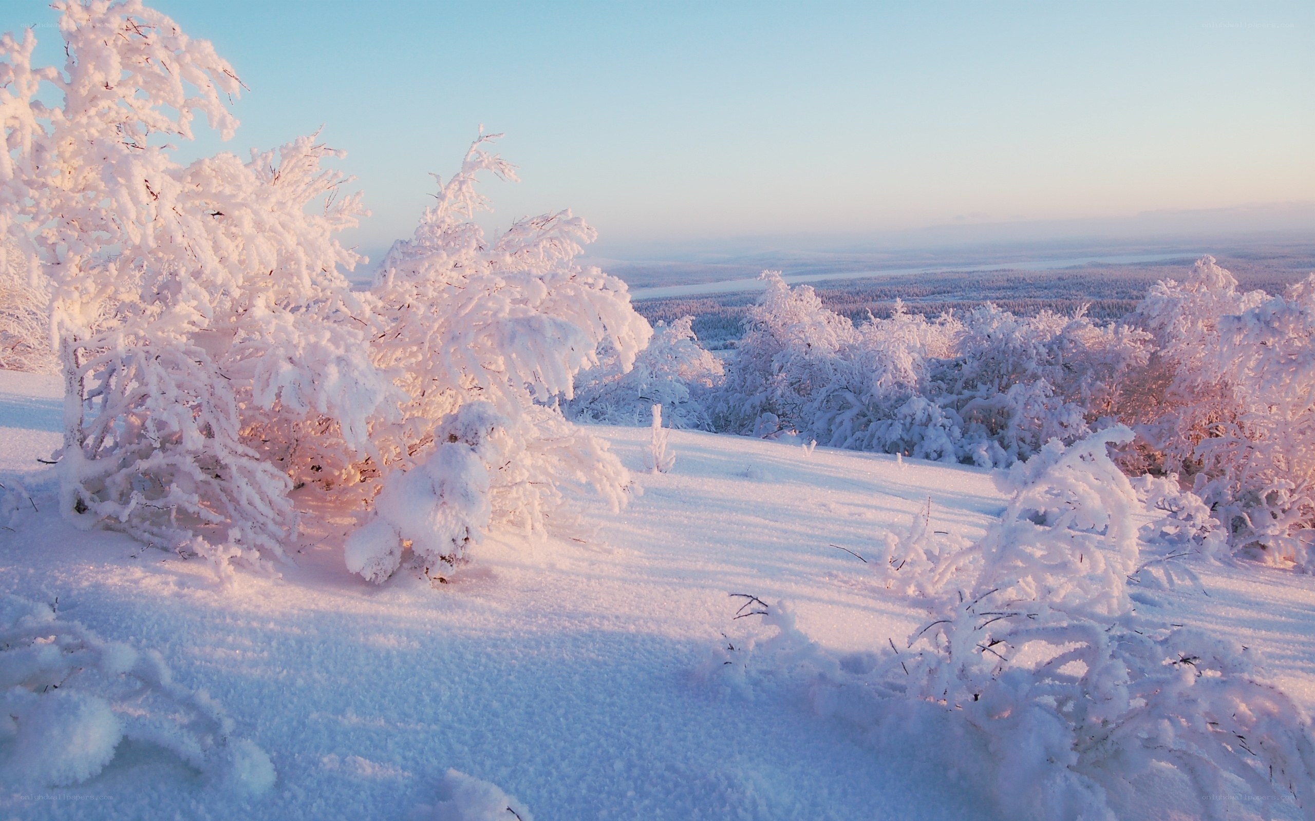Snow-covered trees at sunrise