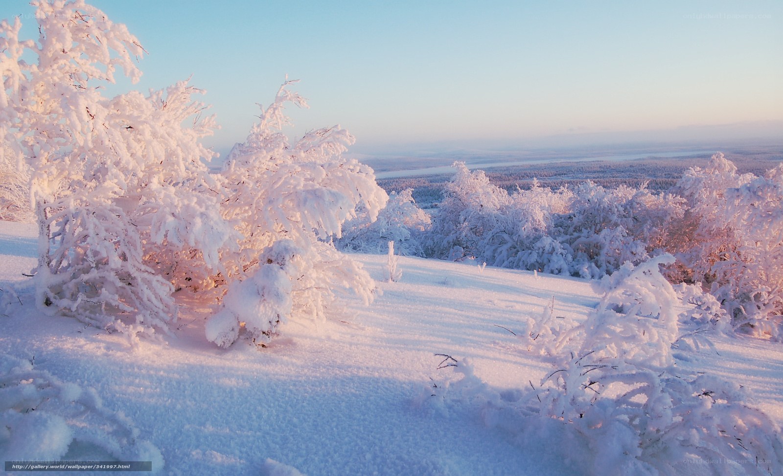 Snow-covered trees at sunrise