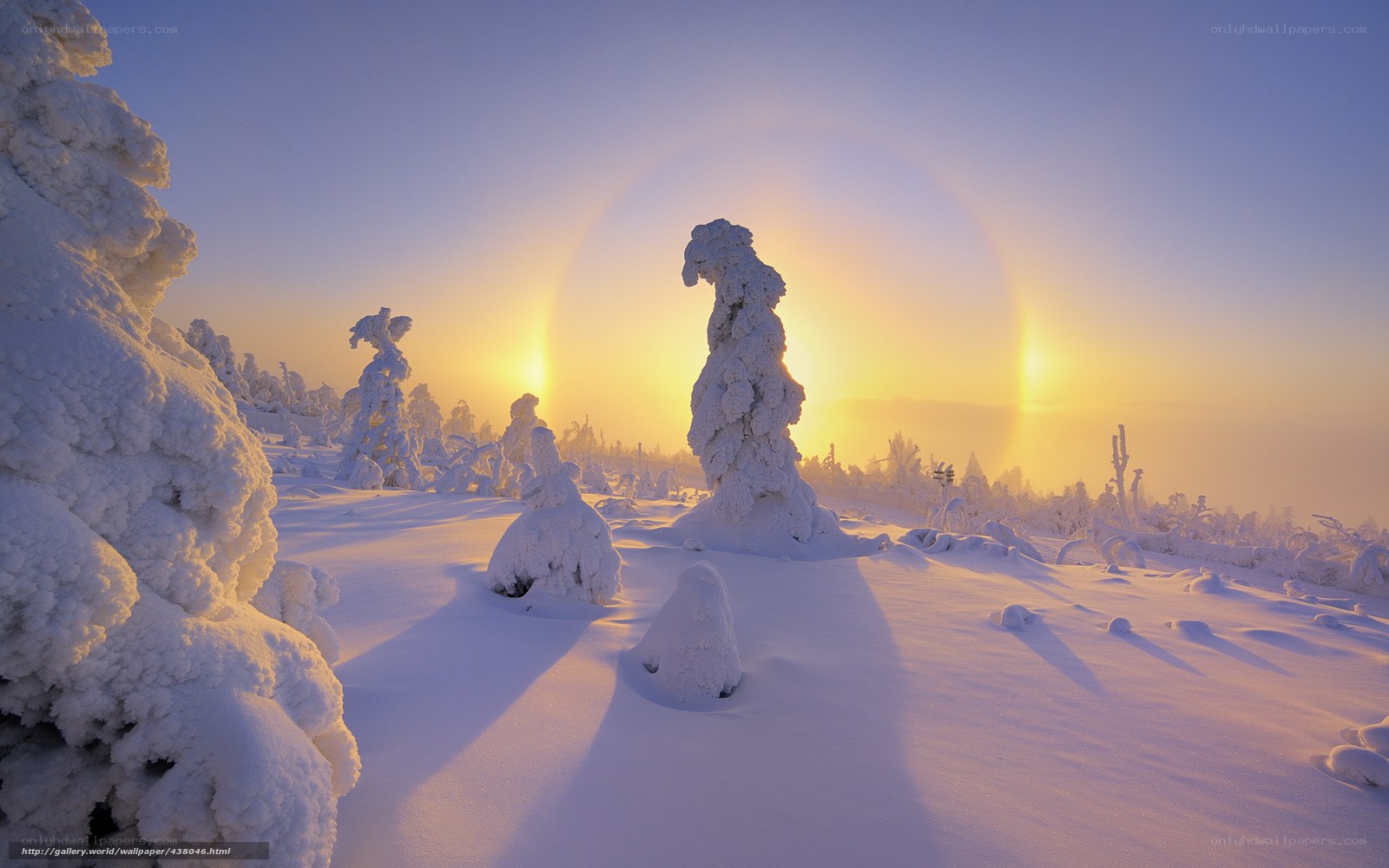 Snow-covered trees at sunrise