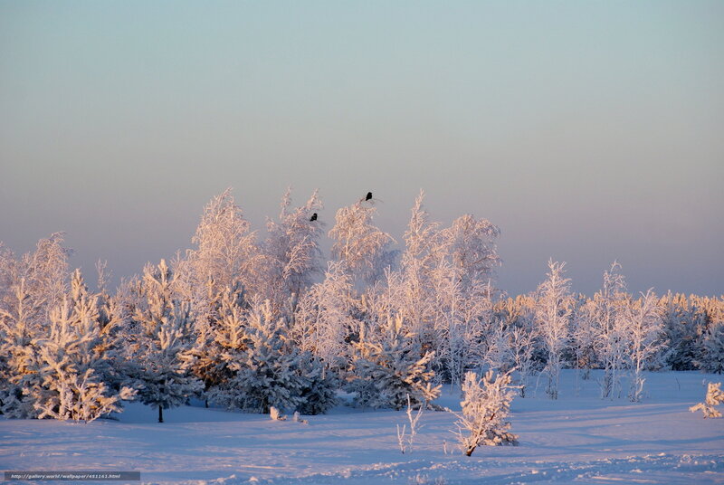 Snow-covered trees at sunrise
