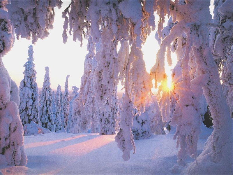 Snow-covered trees at sunrise