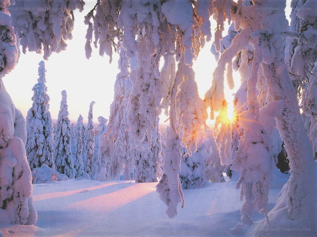 Snow-covered trees at sunrise