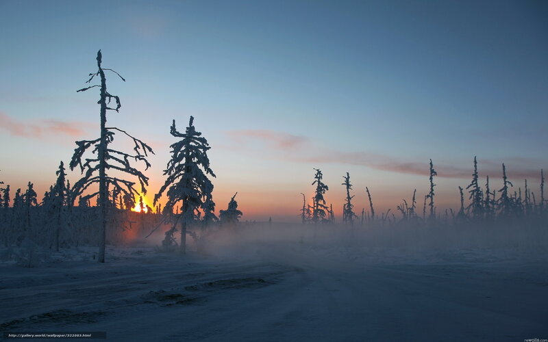 Snow-covered Trees at Sunrise — Blue, Serene, Photograph, Fog