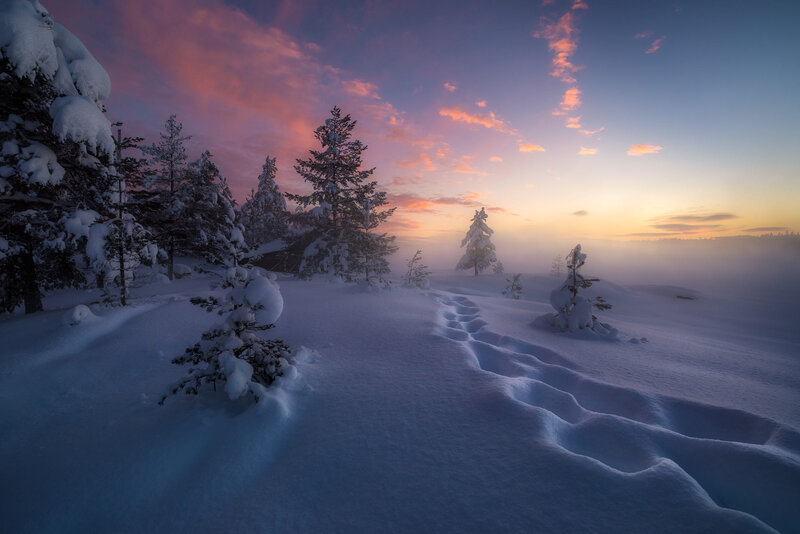 Snow-covered Trees at Sunrise — Blue, Serene, Photograph, Snow, Sky
