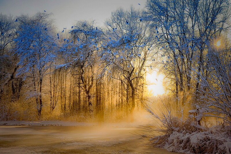 Snow-covered Trees at Sunrise — Blue, Serene