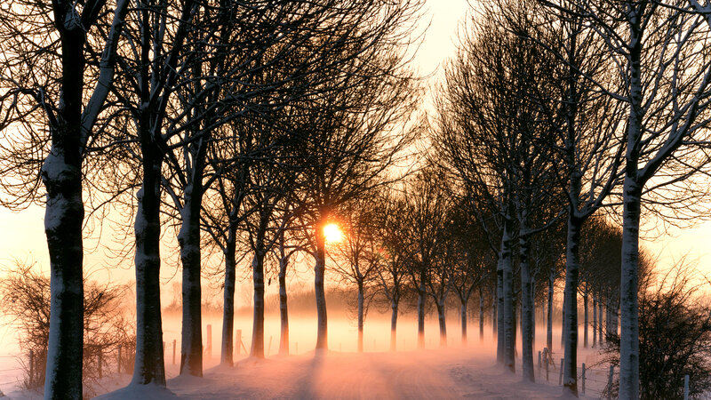 Snow-covered Trees at Sunrise — Orange, Serene, Winter