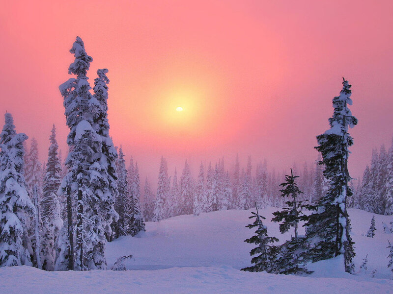 Snow-covered Trees at Sunrise — Pink, Serene