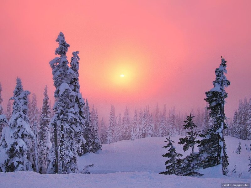 Snow-covered Trees at Sunrise — Pink, Serene, Winter