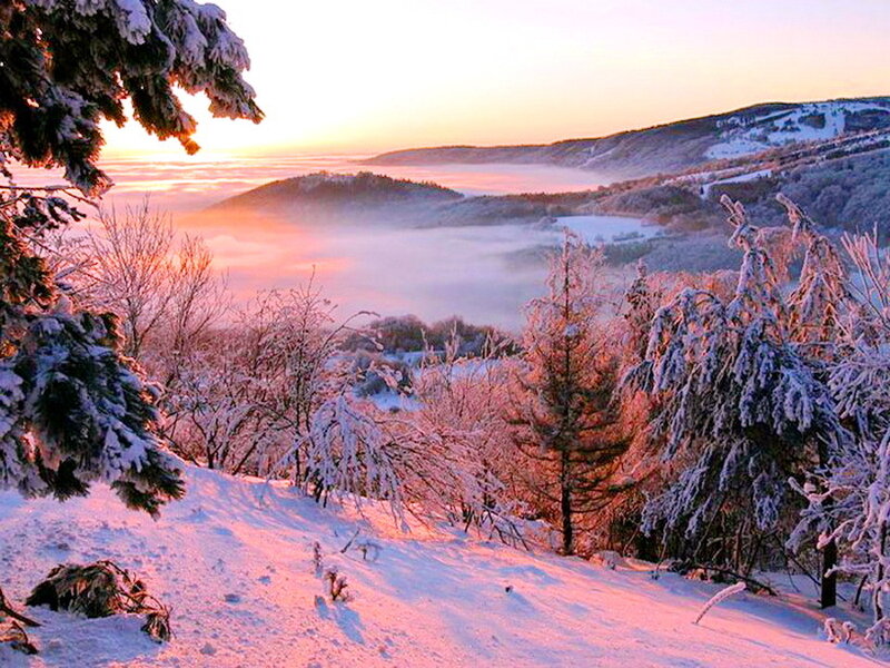 Snow-covered Trees at Sunrise — Pink