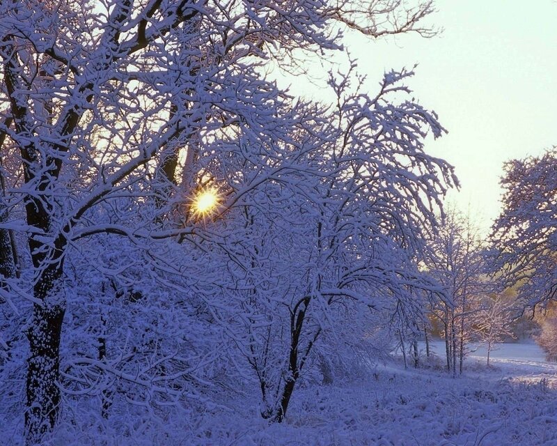 snow-covered trees at sunrise