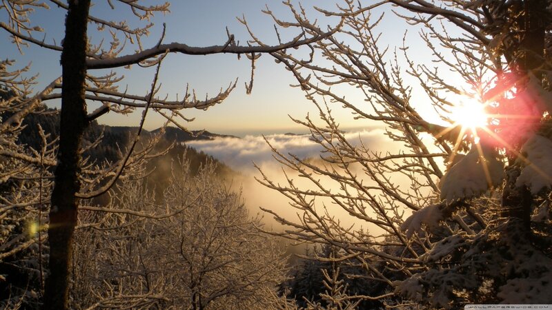 Snow-covered Trees at Sunrise — White, Serene, Photograph