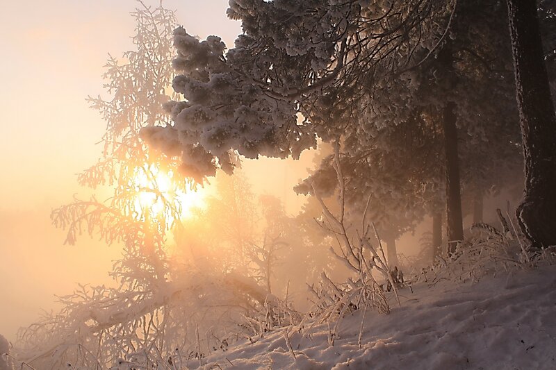 Snow-covered Trees at Sunrise — White, Serene