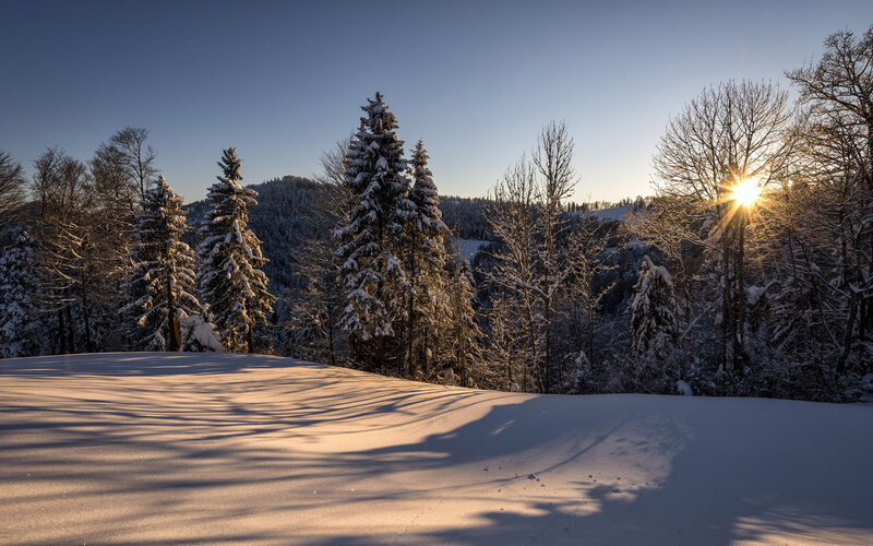 Snow-covered Trees at Sunrise — White, Serene, Winter, Photograph, Sun