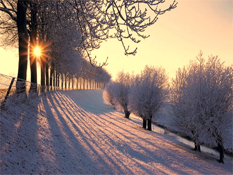Snow-covered Trees at Sunrise — White, Serene, Winter