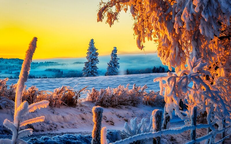 Snow-covered Trees at Sunrise — Yellow, Serene