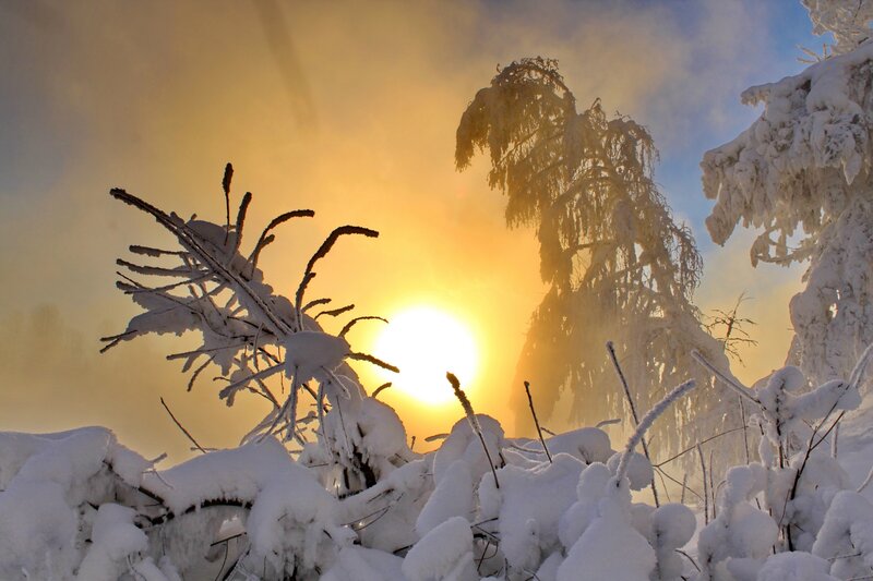Snow-covered Trees at Sunrise — Yellow