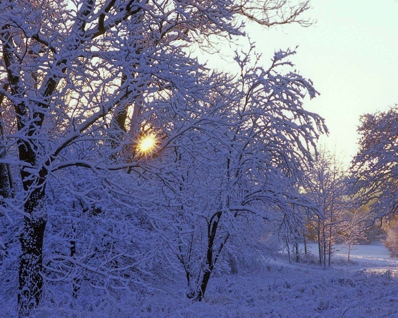 snow-covered trees at sunrise