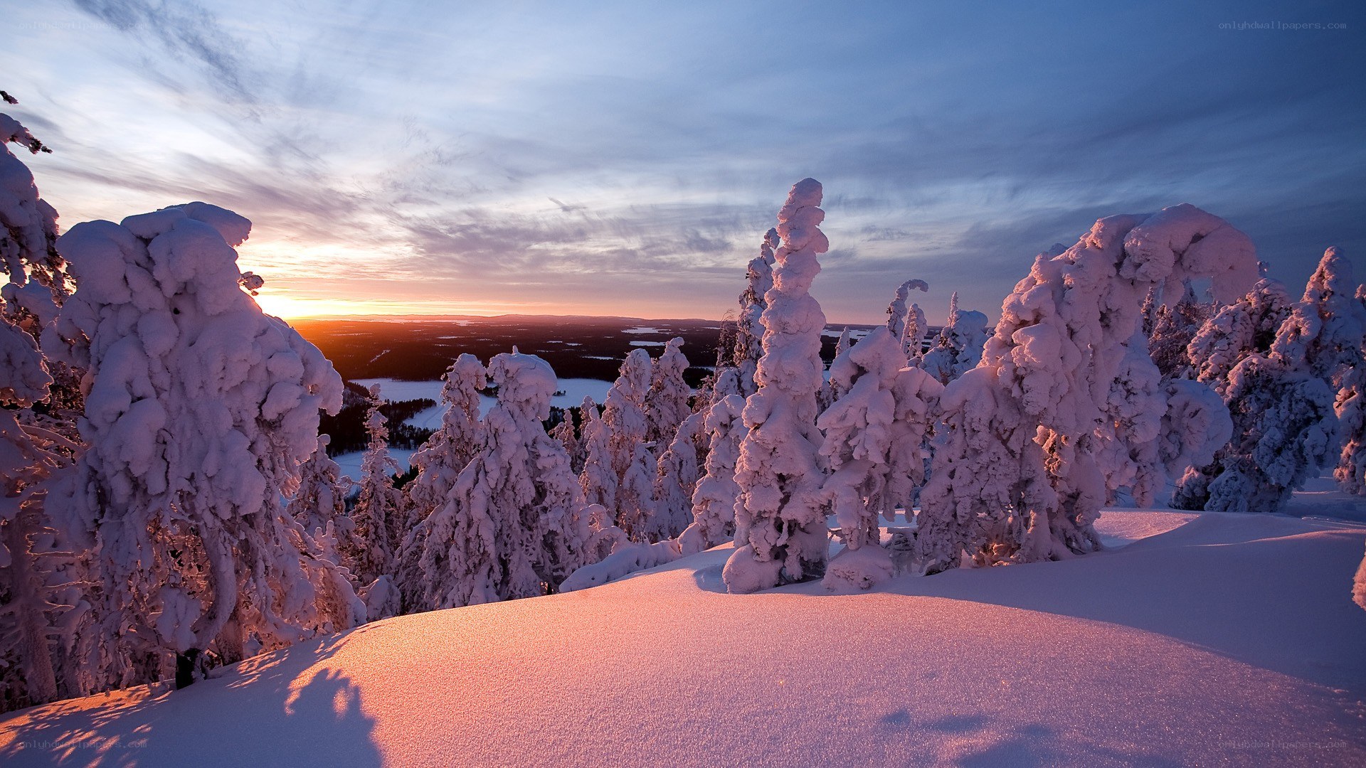 Snow-covered trees at sunset