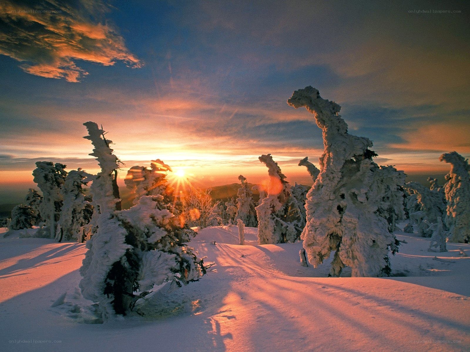 Snow-covered trees at sunset