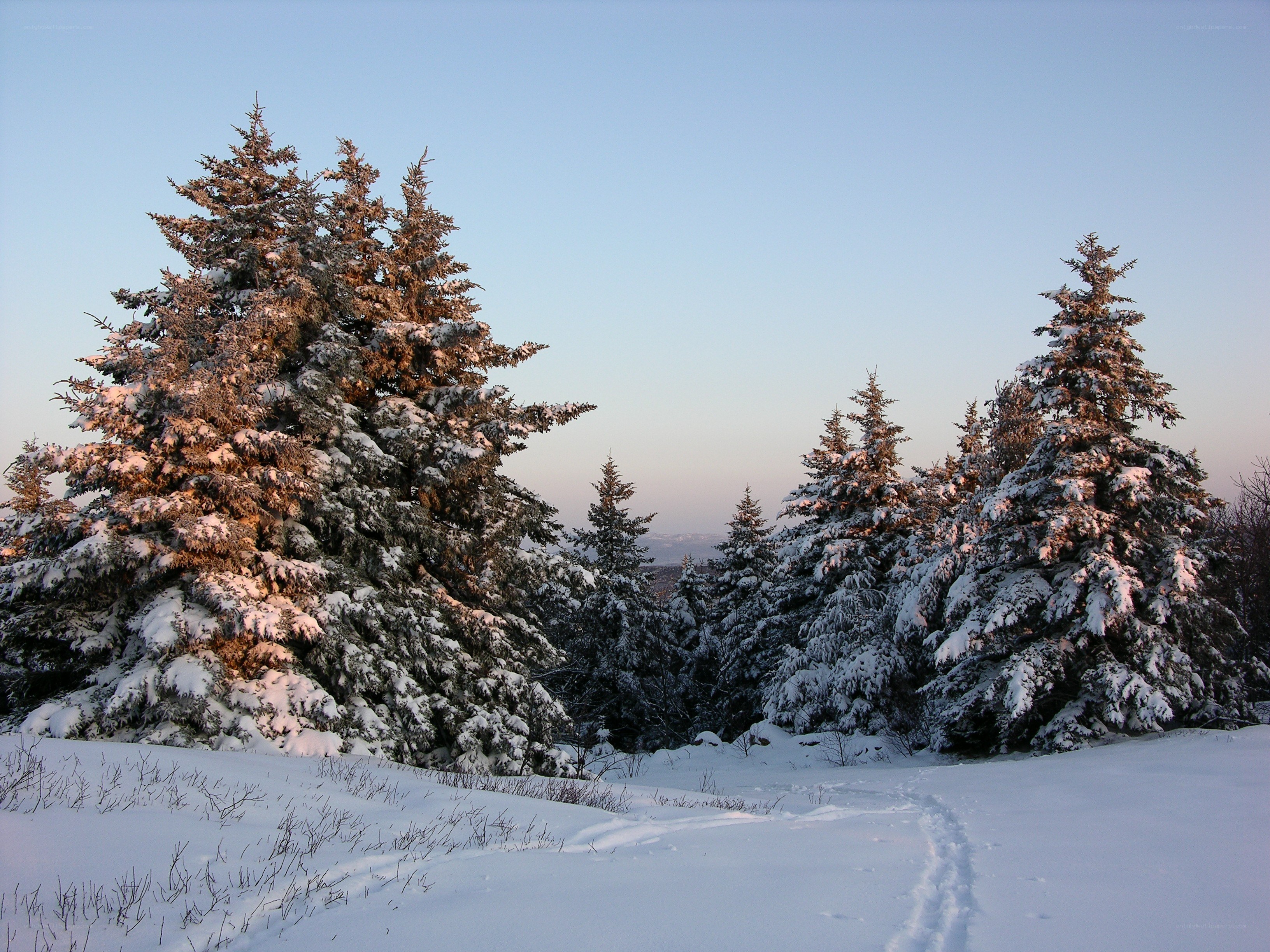 Snow-covered trees at sunset