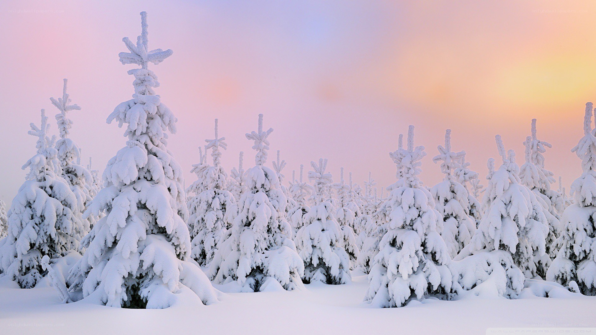Snow-covered trees at sunset