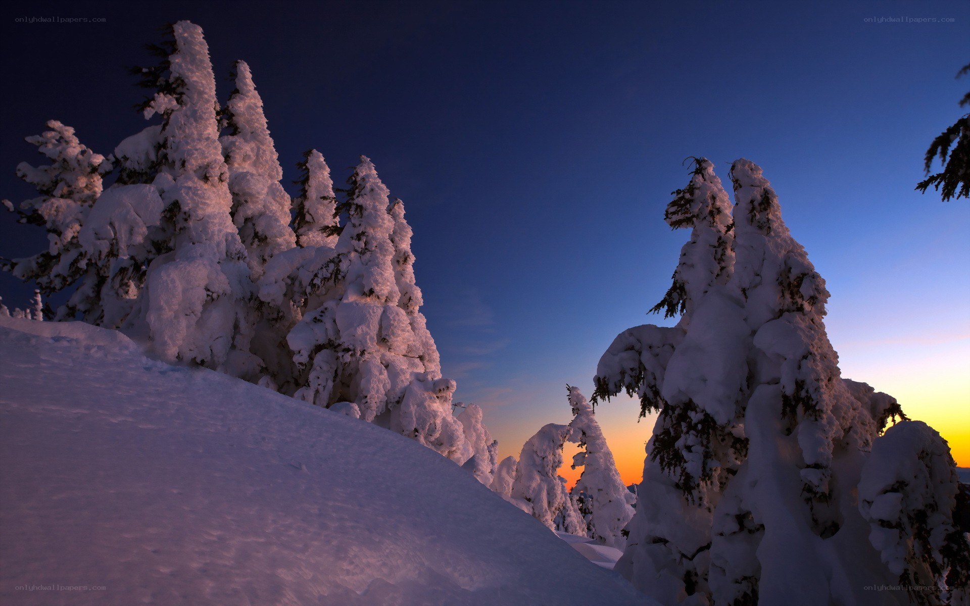 Snow-covered trees at sunset