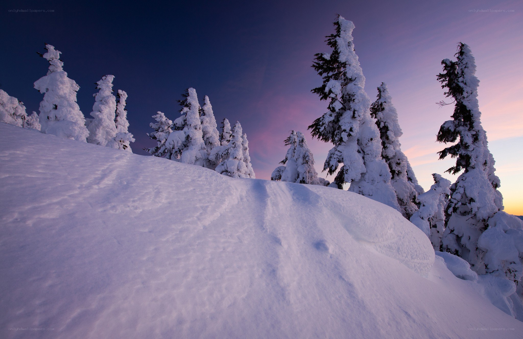 Snow-covered trees at sunset