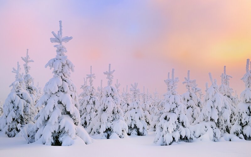 Snow-covered trees at sunset