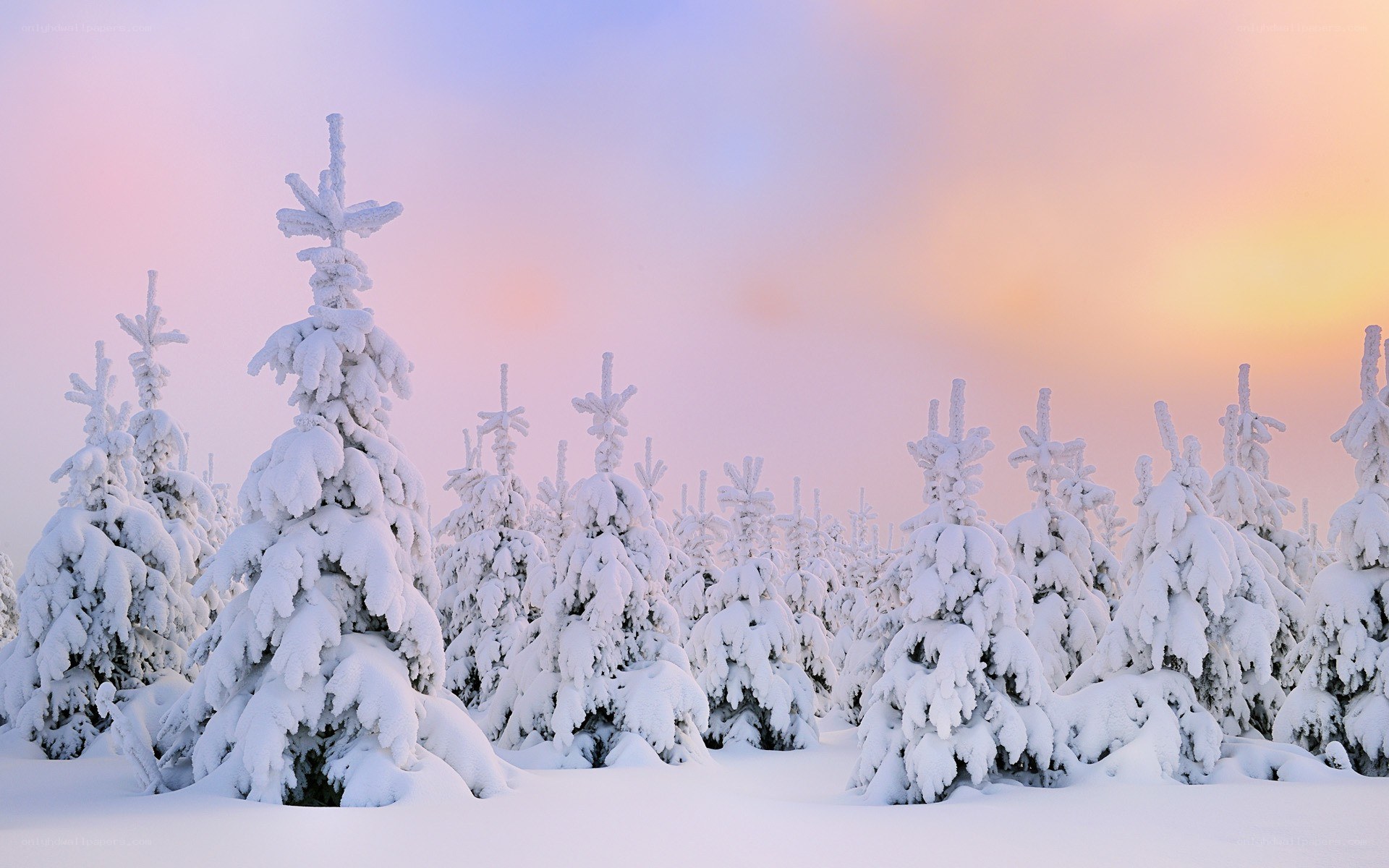 Snow-covered trees at sunset