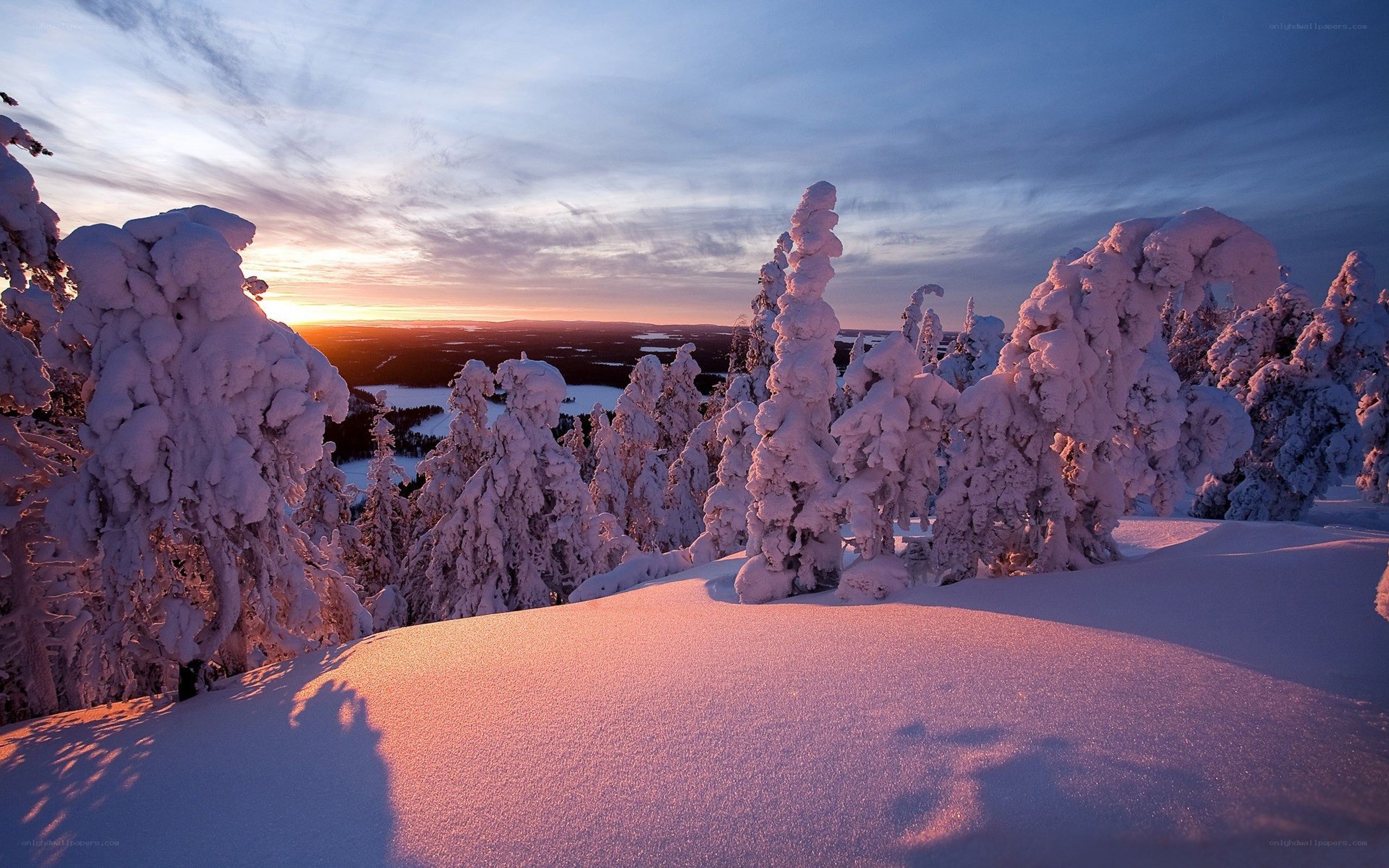 Snow-covered trees at sunset