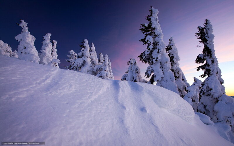 Snow-covered trees at sunset